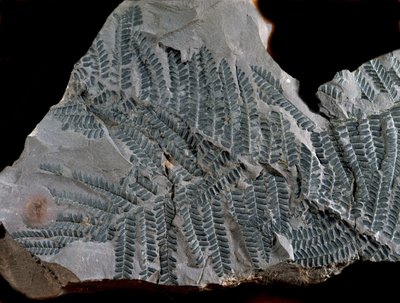 Prehistorya: yüksek karbonifer dönemi. Eğrelti otu ailesine ait Acitheca Poymorphe fosili. Almanya