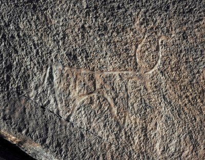 Tarih öncesi, kaya sanatı: Bir sığırın temsilinin ciddi bir kayası. Tazina tarzı. Taş Devri 5000-2000 M.Ö. Taghit, Haut plato du Hoggar (Ahaggar), Cezayir by Prehistoric Prehistoric