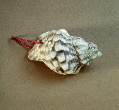 Prehistorya: Triton nodifer