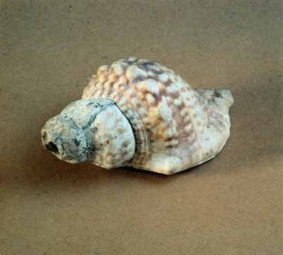 Prehistorya: Triton nodifer