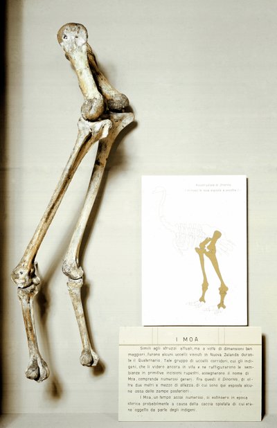 Prehistorya: Moa Dinornis
