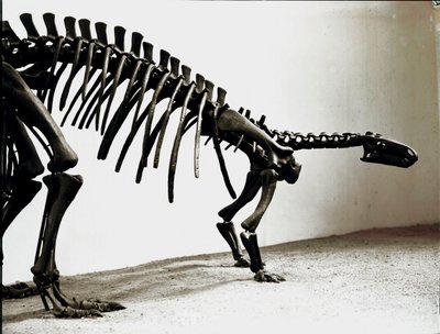 Tarih öncesi: camptosaurus dinozorunun iskeleti (Camptosaurus Brown). Üstün Jura Dönemi. Museo civico di storia naturale, Milano by Prehistoric Prehistoric