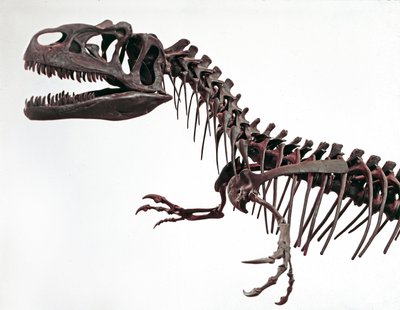 Tarih öncesi: dinozor Allosaurus fragilis