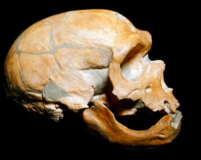 Tarihöncesi: Azizlere Şapel Adamının kafatası (Chapelle aux Saints), Neandertal adamı (Neandertal veya Neandertal: Homo sapiens), Paleolitik. 1908