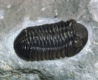 Tarih öncesi: trilobit Phacops Rana fosili (eklem bacaklılar). Paleozoyik Çağı, Devoniyen dönemi. Ohio, Amerika Birleşik Devletleri