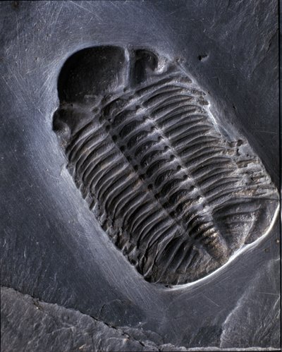 Tarih öncesi: trilobit Phacops Rana fosili (eklem bacaklılar). Paleozoyik Çağı, Devoniyen dönemi. Almanya