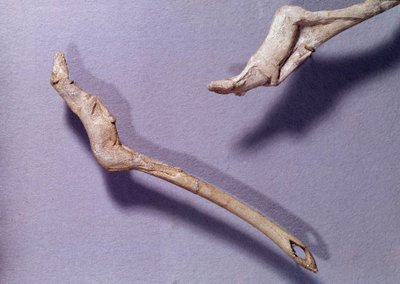 Prehistorya: Ren geyiği ağacından yapılmış iki itici “zıplayan ata” dedi. Orta Magdalenian Dönemi. Saint Germain en Laye, Ulusal Arkeoloji Müzesi by Prehistoric Prehistoric