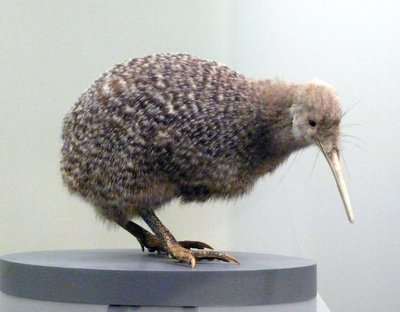 Örnek kuş dolması kivi (apterygides), uçamayan. Auckland Müzesi, Yeni Zelanda by Prehistoric Prehistoric