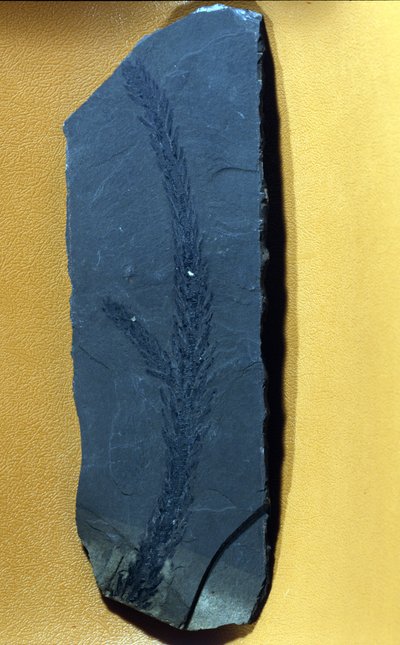 tarih öncesi: Glyptolepsis keuperiana, üst triyas döneminin kozalaklı fosili, mezozoik dönem. by Prehistoric Prehistoric