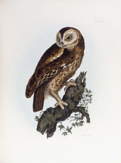 Alaca Baykuş, 1841 by Prideaux John Selby