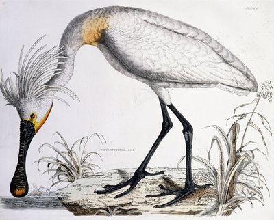 Beyaz Kaşıkçı, 1834 by Prideaux John Selby