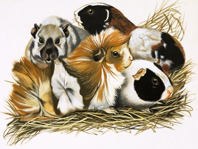  by R.B. Davis