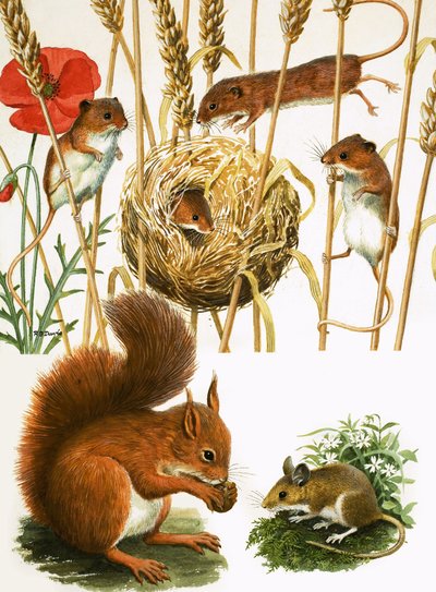  by R.B. Davis