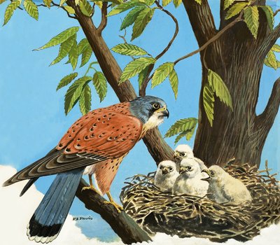  by R.B. Davis