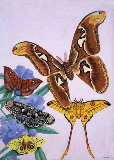  by R.B. Davis
