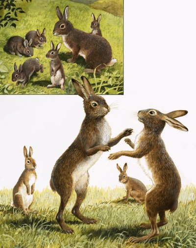  by R.B. Davis
