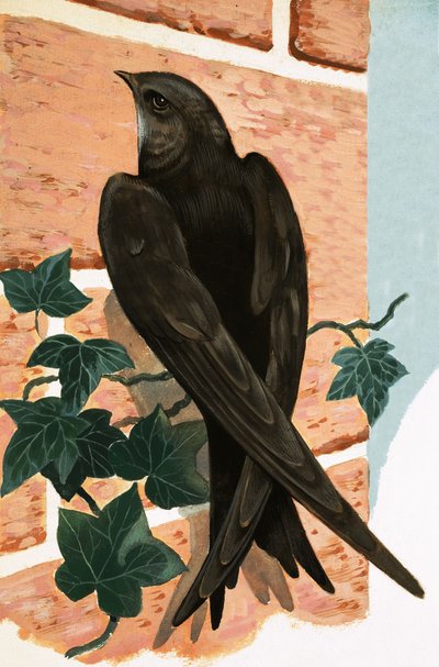  by R.B. Davis