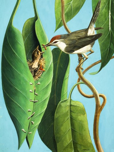  by R.B. Davis