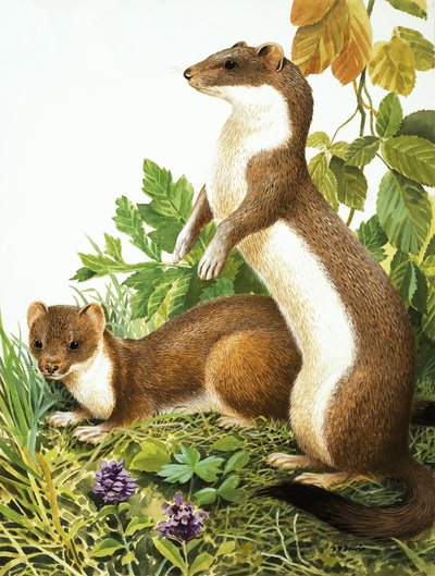  by R.B. Davis