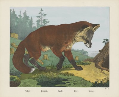 Volpi. / Renard. / Fuchs. / Tilki. / Voss (nesne üzerindeki başlık) by R. Schulz