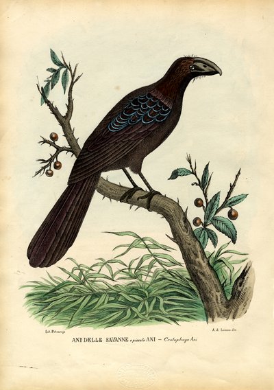 Ani, 1863-79 by Raimundo Petraroja