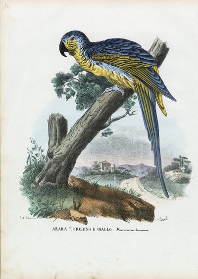 Mavi-Sarı Amerika Papağanı, 1863-79 by Raimundo Petraroja