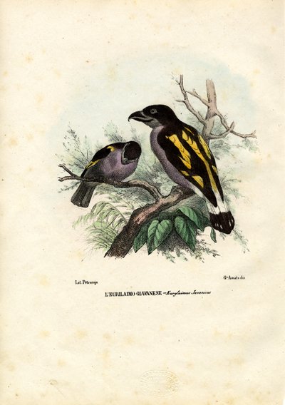 Geniş faturalar, 1863-79 by Raimundo Petraroja
