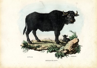 Bufalo, 1863-79 by Raimundo Petraroja