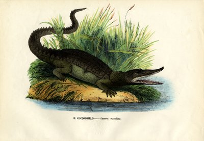 Kayman, 1863-79 by Raimundo Petraroja