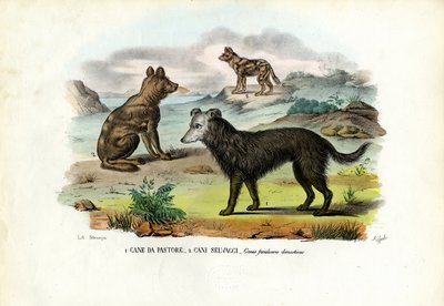 köpekler by Raimundo Petraroja