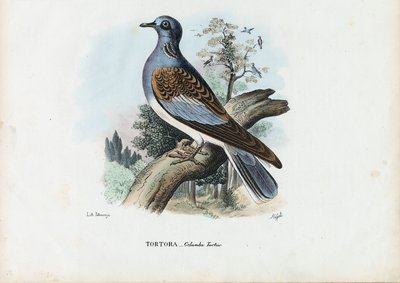 Avrupa Kaplumbağa Güvercini, 1863-79 by Raimundo Petraroja