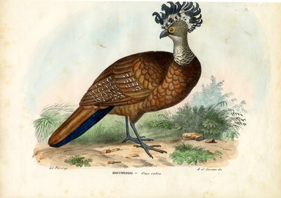 Büyük Curassow, 1863-79 by Raimundo Petraroja