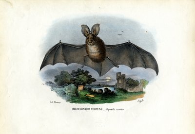 Gri Uzun Kulaklı Yarasa, 1863-79 by Raimundo Petraroja