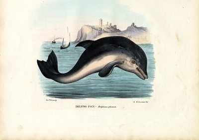 ಹಾರ್ಬರ್ ಪೋರ್ಪೊಯಿಸ್, 1863-79 ಟರ್ಕ್ by Raimundo Petraroja