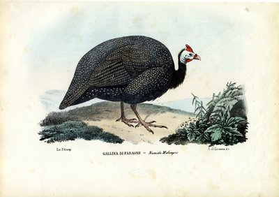 Miğferli Beç Kuşu, 1863-79 by Raimundo Petraroja