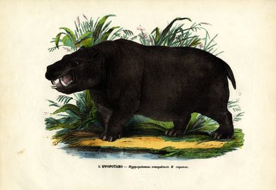 Su aygırı, 1863-79 by Raimundo Petraroja