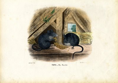 Ev Faresi, 1863-79 by Raimundo Petraroja