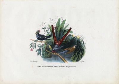 ಹಮ್ಮಿಂಗ್ ಬರ್ಡ್ಸ್, 1863-79 ಟರ್ಕ್ by Raimundo Petraroja