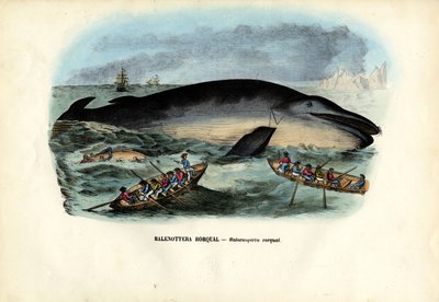 Kambur Balina, 1863-79 by Raimundo Petraroja