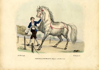 İtalyan Atı, 1863-79 by Raimundo Petraroja