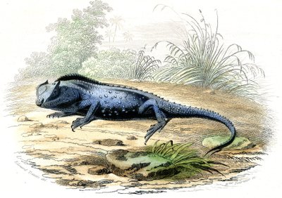 Çatallı kafa (Lyriocephalus margaritaceus) - Bernard Germain de Lacepede (1856-1925) tarafından Histoire Naturelle'den çıkarılan plaka, baskı P.Furme, Paris by Raimundo Petraroja