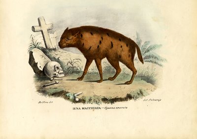 ಲಾಫಿಂಗ್ ಹೈನಾ, 1863-79 ಟರ್ಕ್ by Raimundo Petraroja