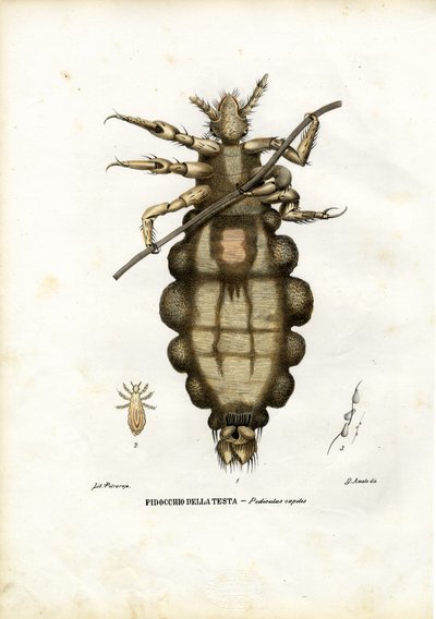 Bit, 1863-79 by Raimundo Petraroja