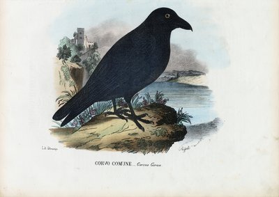 Kuzgun, 1863-79 by Raimundo Petraroja
