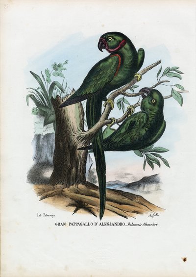 Gül Halkalı Parekeet, 1863-79 by Raimundo Petraroja