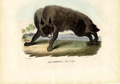 Çizgili Sırtlan, 1863-79 by Raimundo Petraroja
