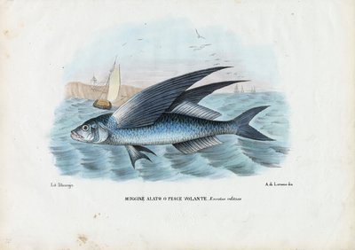 Tropikal İki Kanatlı Uçan Balık, 1863-79 by Raimundo Petraroja
