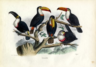 Tukanlar, 1863-79 by Raimundo Petraroja