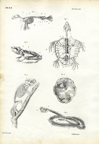 Kaplumbağa, 1863-79 by Raimundo Petraroja