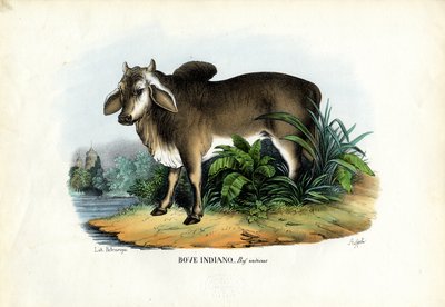 Zebu, 1863-79 by Raimundo Petraroja